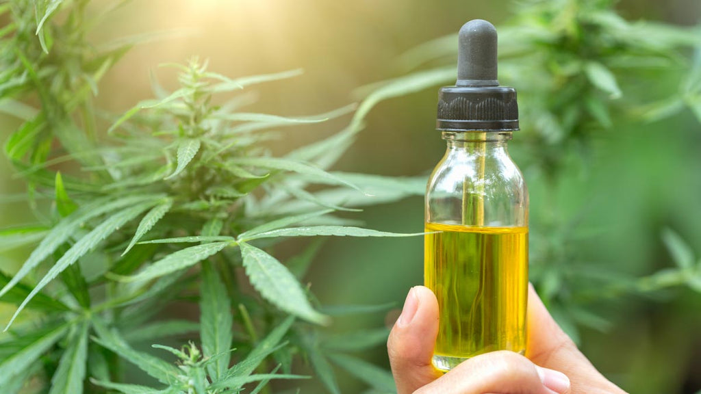 Why CBD Oil Is on the Rise in 2020 | The CBD Shoppe